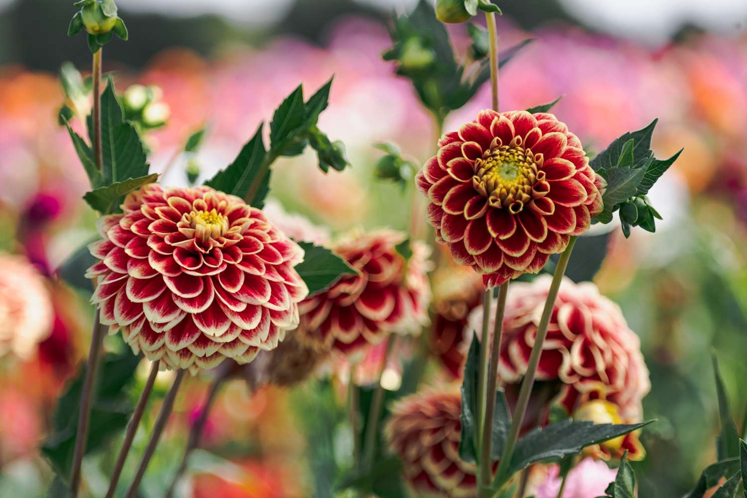 Dahlie 'Jowey Hubert'